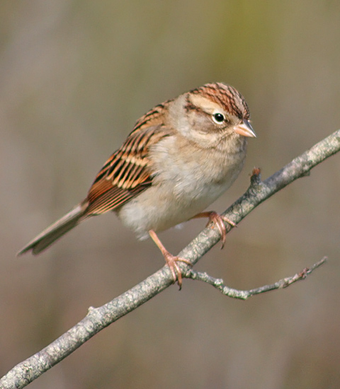 Chipping Sparrow