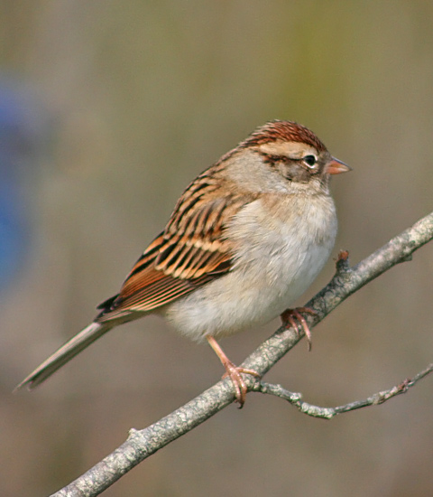 Chipping Sparrow