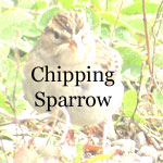 Chipping Sparrow