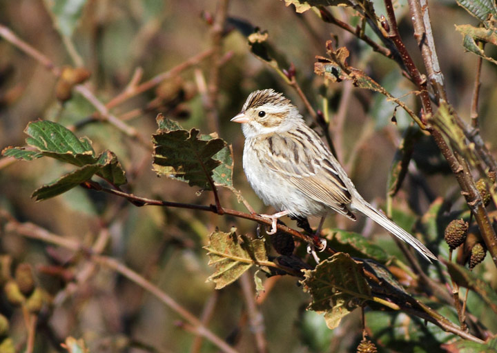 Clay-colored Sparrow