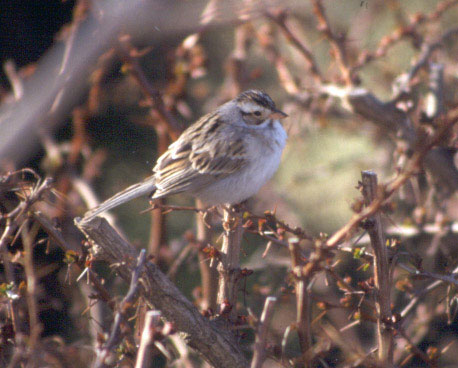 Clay-colored Sparrow