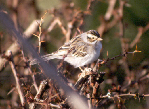 Clay-colored Sparrow