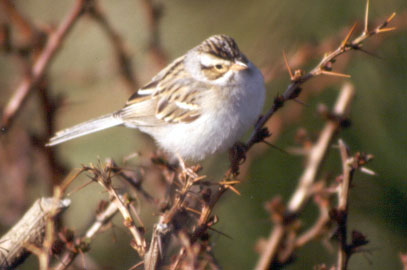 Clay-colored Sparrow