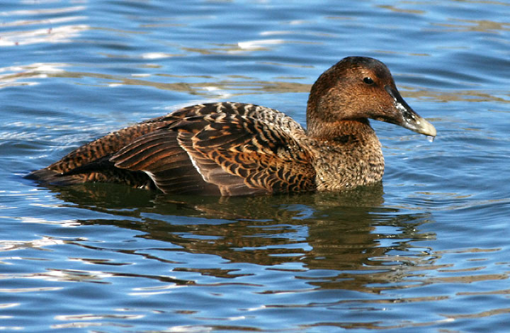 Common Eider
