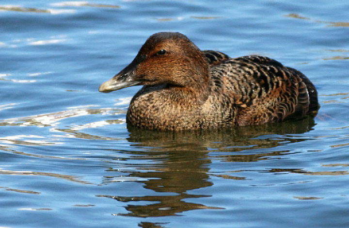 Common Eider