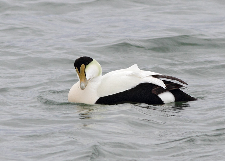 Common Eider