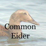Common Eider