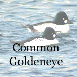 Common Goldeneye