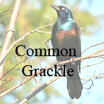 Common Grackle