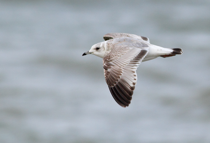 Common Gull