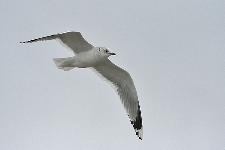 Common Gull