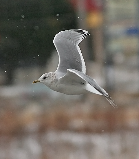 Common Gull