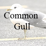 Common Gull
