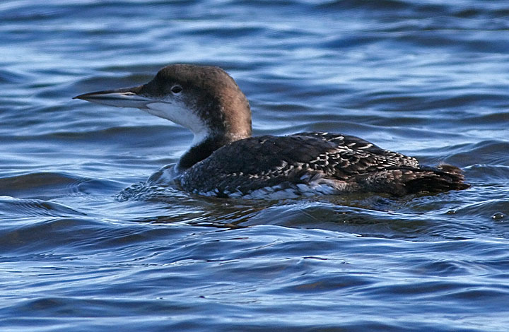 Common Loon