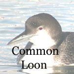 Common Loon