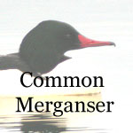 Common Merganser