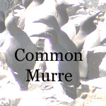 Common Murre