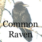 Common Raven