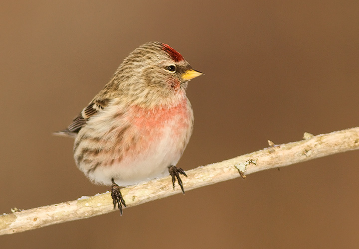 Common Redpoll