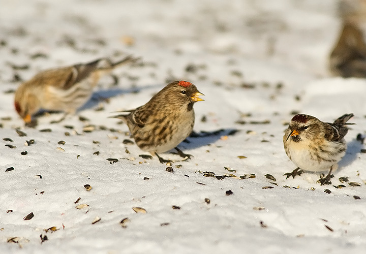 Common Redpoll