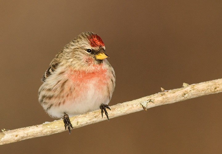 Common Redpoll