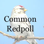 Common Redpoll