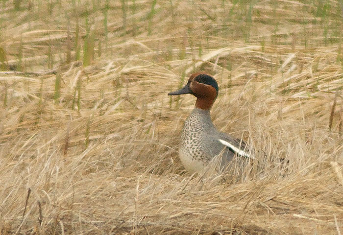 Common Teal