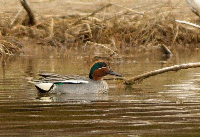 Common Teal