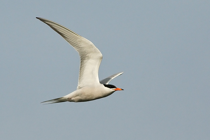 Common Tern