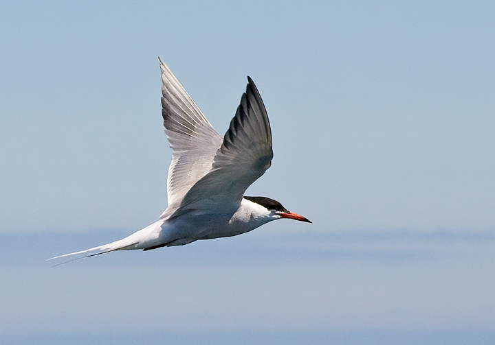 Common Tern