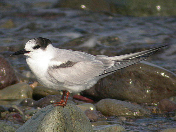 Common Tern