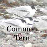 Common Tern