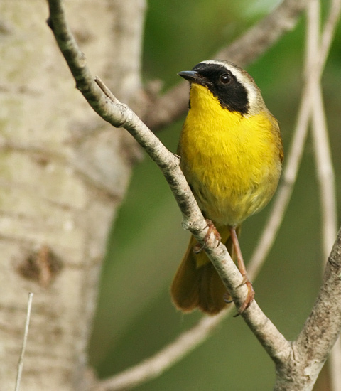 Common Yellowthroat