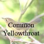 Common Yellowthroat