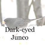 Dark-eyed Junco