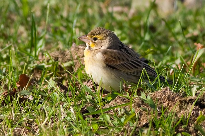Dickcissel