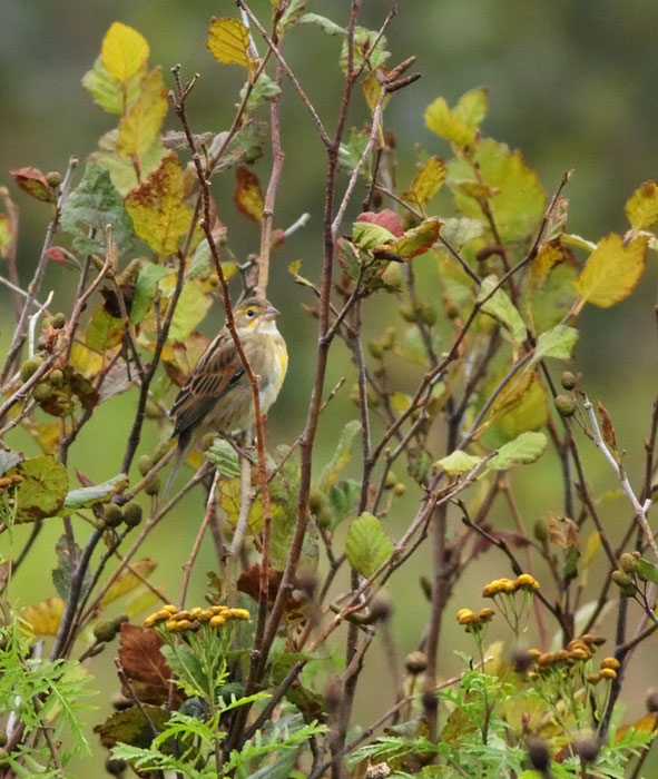 Dickcissel