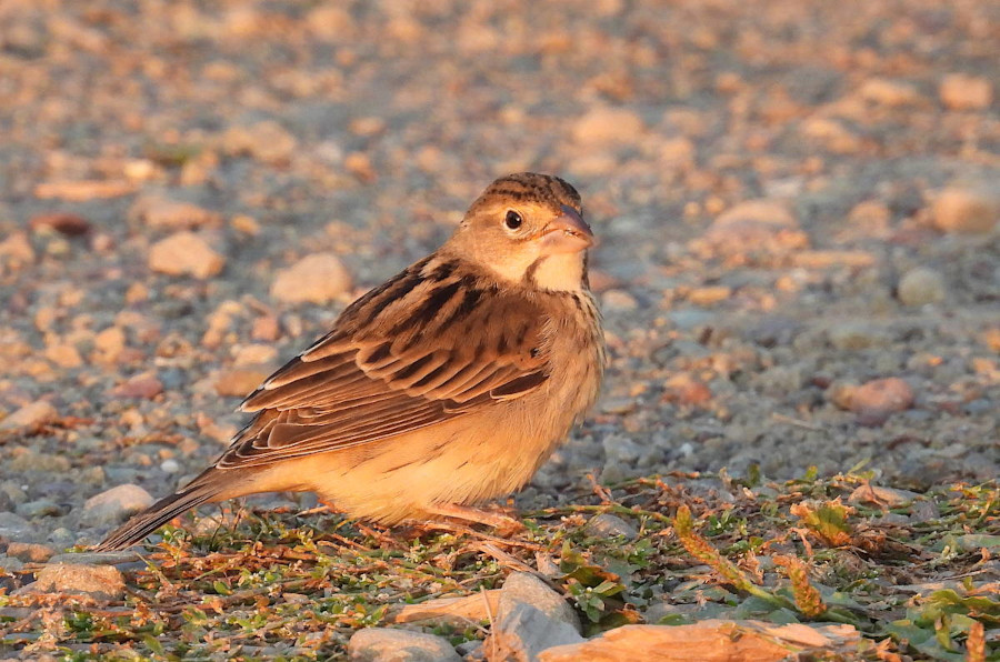 Dickcissel