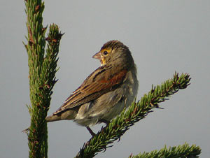 Dickcissel
