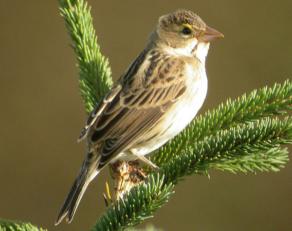 Dickcissel