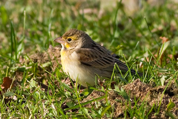Dickcissel
