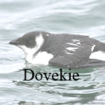 Dovekie