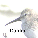 Dunlin