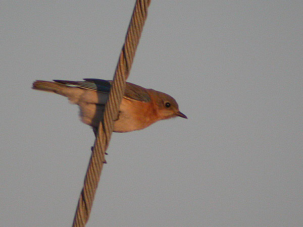 Eastern Bluebird