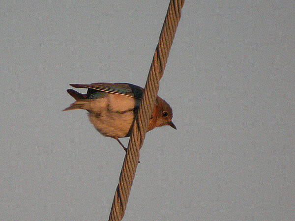 Eastern Bluebird