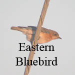 Eastern Bluebird