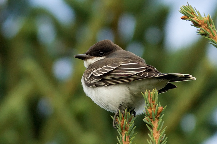 Eastern Kingbird