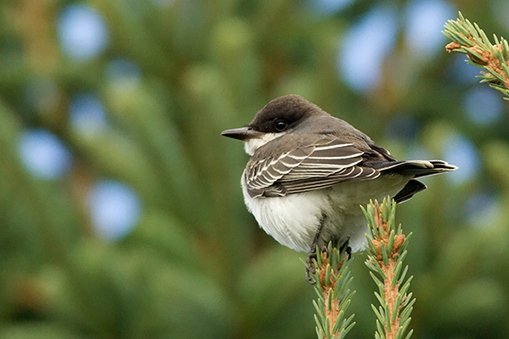 Eastern Kingbird