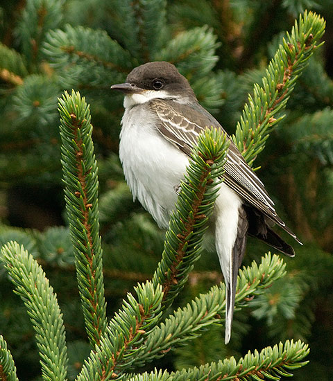 Eastern Kingbird