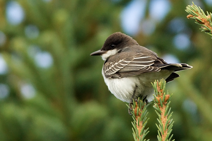 Eastern Kingbird